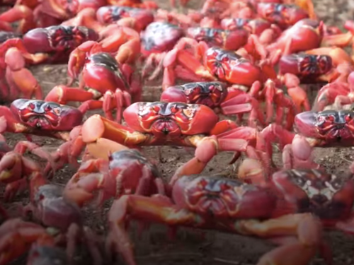 Une île envahie par des millions de crabes rouges (Vidéo)